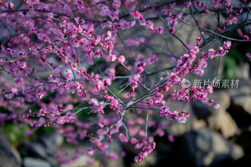 春天宁波街头的梅花开了