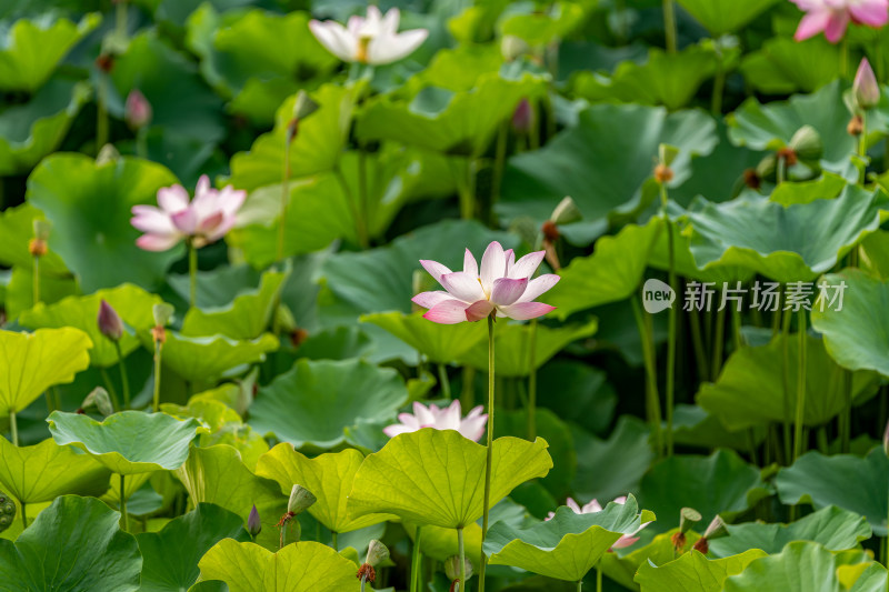 夏天荷花盛开特写