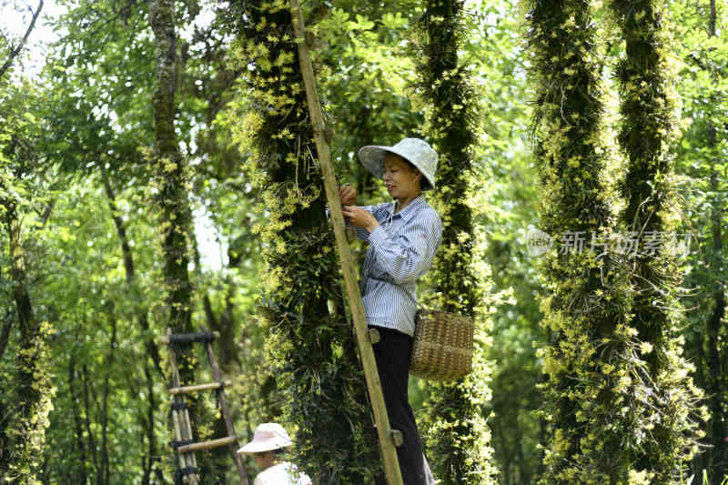 大自然森林中 中药材 仿野生铁皮石斛