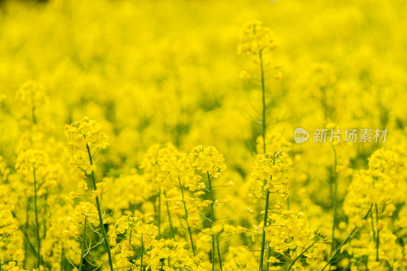 油菜花特写