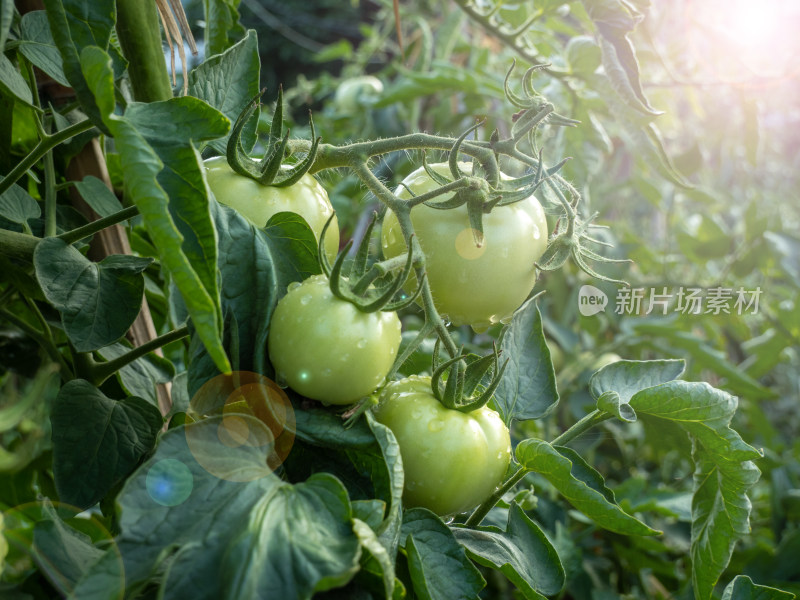 西红柿种植园