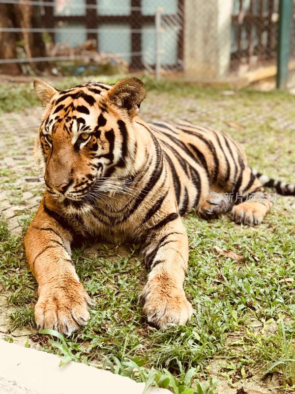 野生动物老虎食肉动物狩猎者