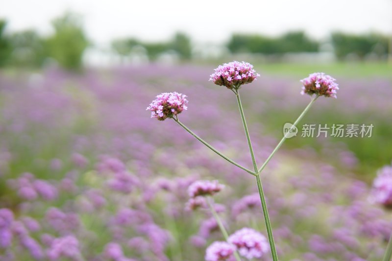 花草 微距摄影 城市风光