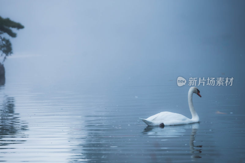 静谧湖泊上的天鹅