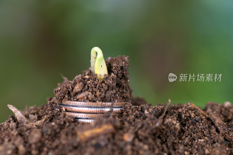 土壤里一摞美元硬币和发出的嫩芽