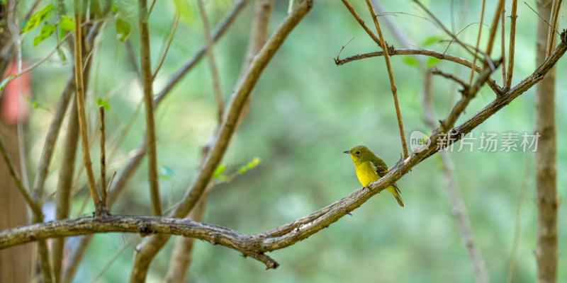 绿背姬鹟（Ficedula elisae）