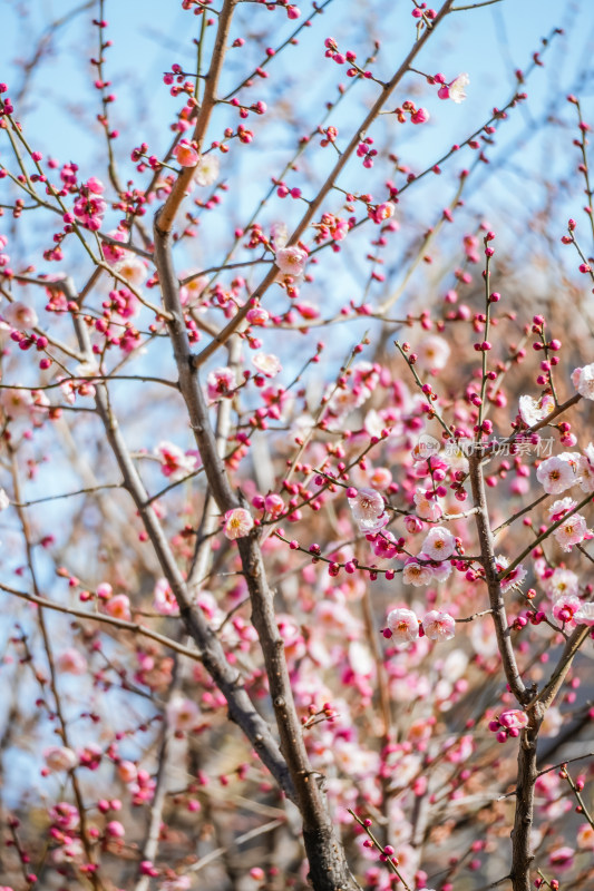 春天北京市内桃花盛开明城墙遗址公园