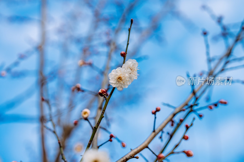 西溪湿地盛开的梅花