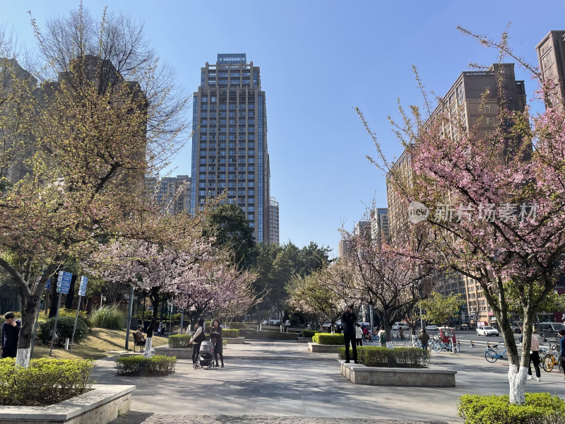 春日都市里的樱花盛景