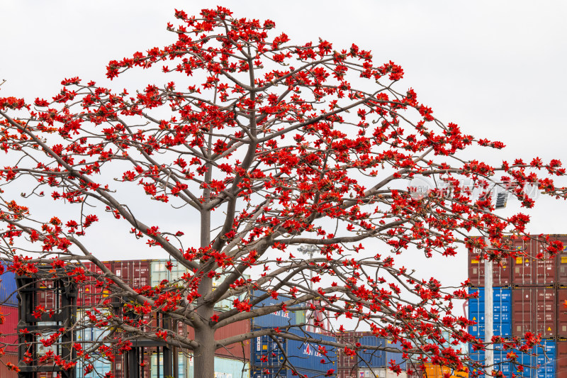 深圳街道边盛开的木棉花