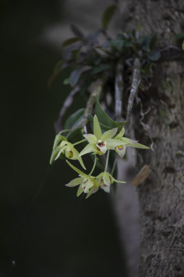 人工种植铁皮枫斗