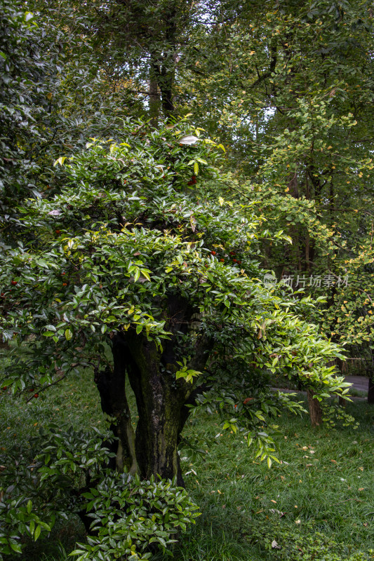 公园灌木草地绿植景观