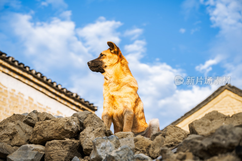 阳光下桂林乡村的一只中华田园犬