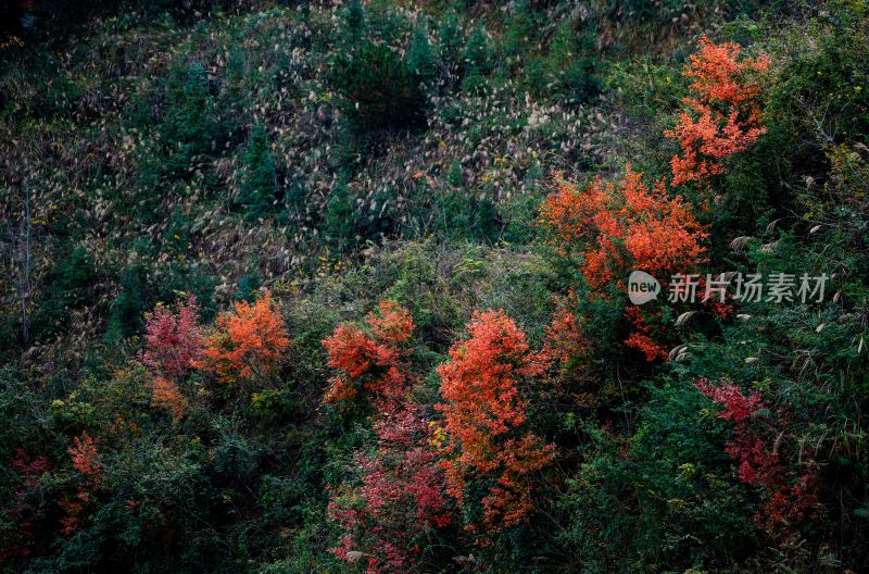 重庆酉阳：村庄初冬花絮