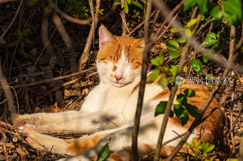 福州黎明湖流浪猫猫