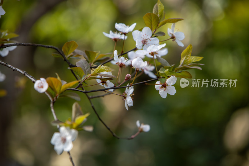 春天枝头绽放的白色鲜花紫叶李