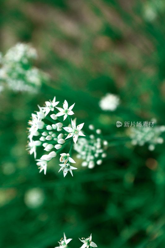 农村地里的韭菜韭菜花