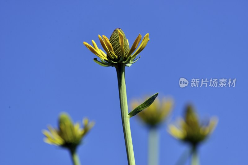 以蓝天为背景的花的图片