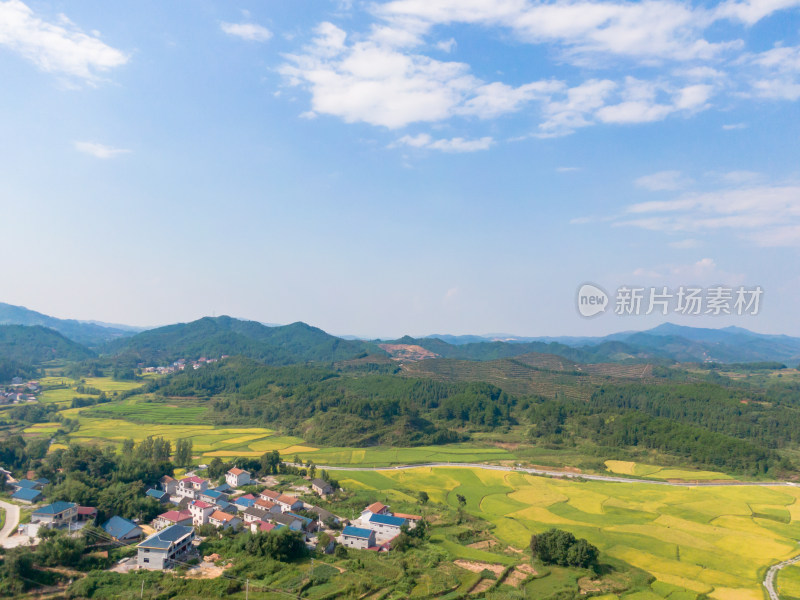 丘陵地貌金黄稻田农业种植航拍摄影图