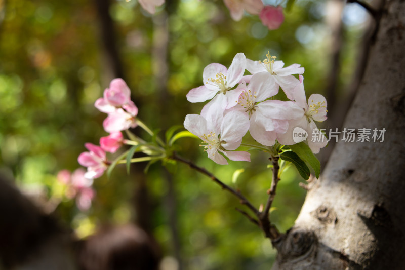 春天粉红色西府海棠花枝头盛开