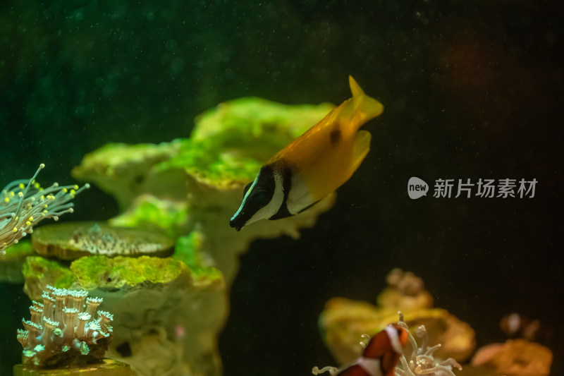 海缸水生物