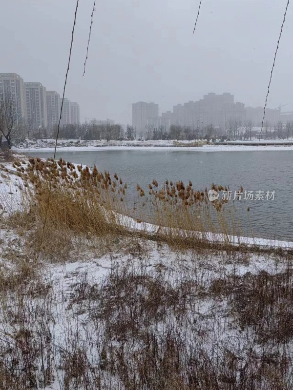 雪中的湖边芦苇荡及远处的高楼