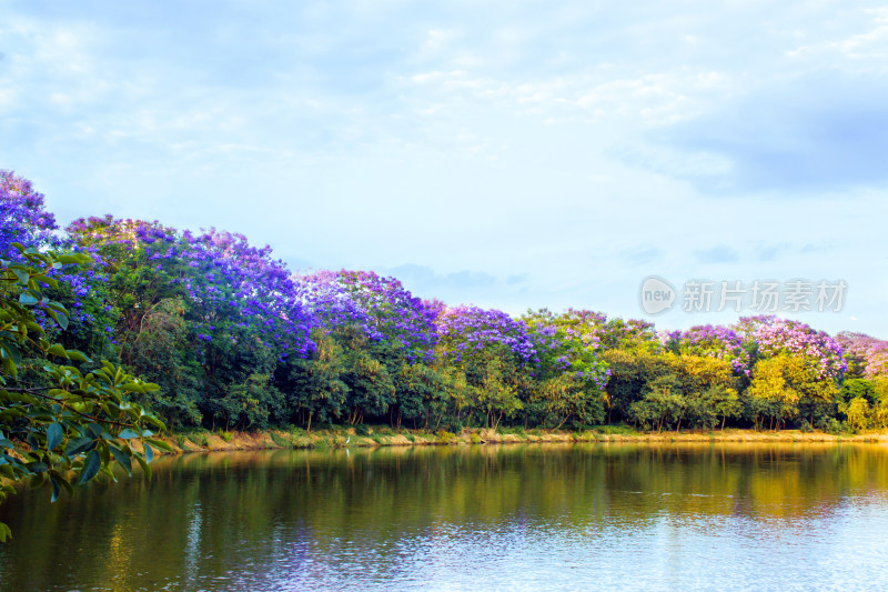 蓝花楹湖泊天空花朵春天植物风景自然户外