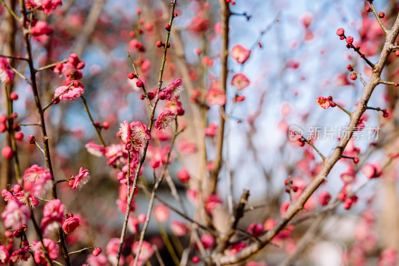 西溪湿地盛开的梅花