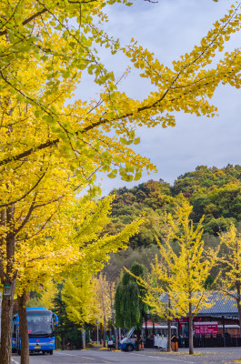 洛阳白云山风景区，道路旁的银杏树秋色