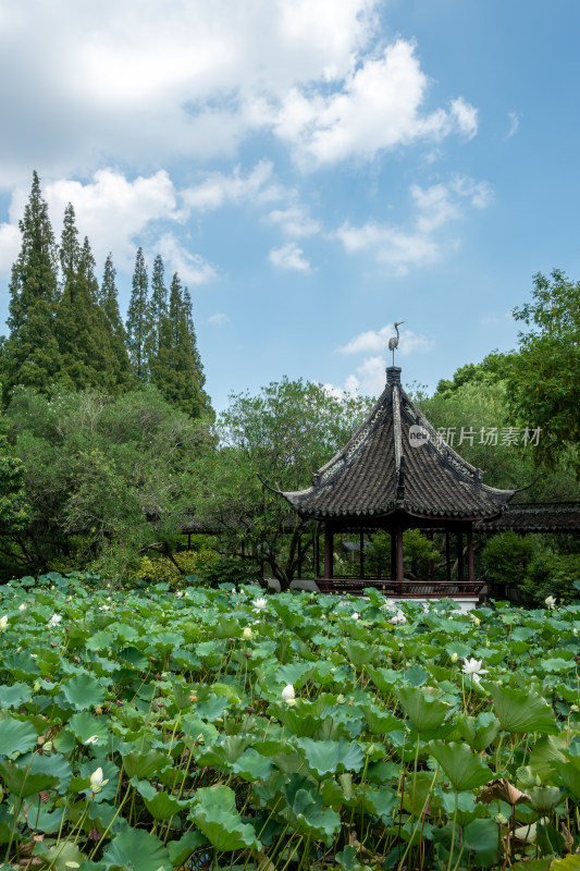 上海松江醉白池公园风景