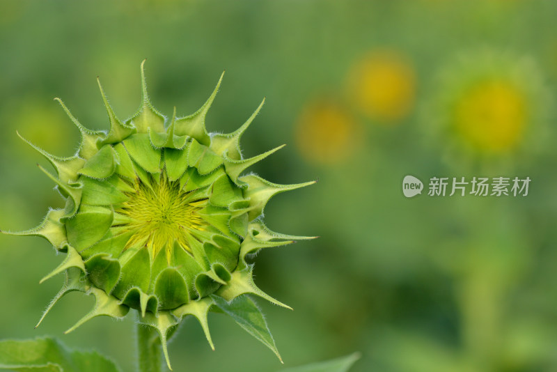 向日葵花朵盛开农业种植