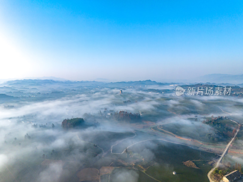 贵州遵义湄潭茶海