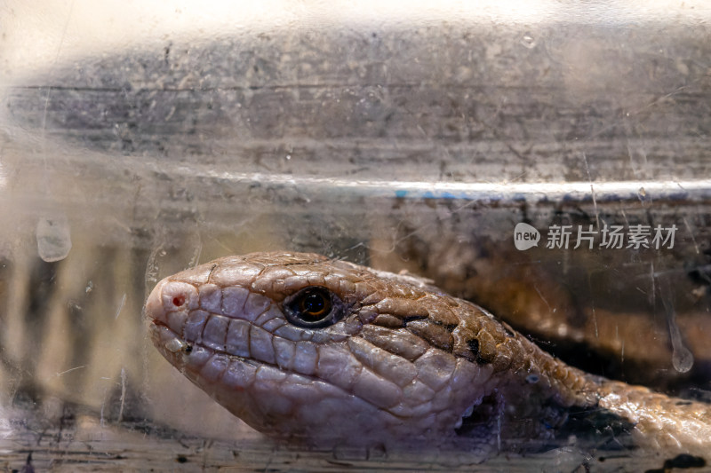玉米锦蛇蛇头