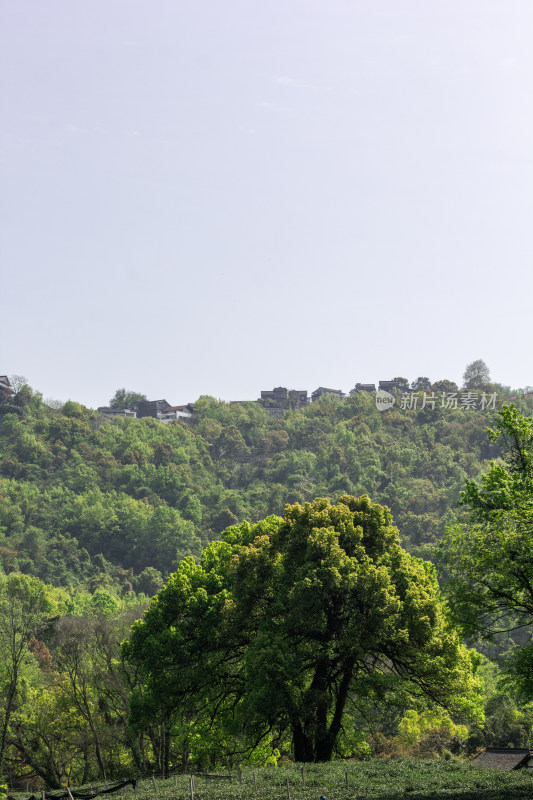 杭州杨梅岭绿意盎然的梯田式茶园