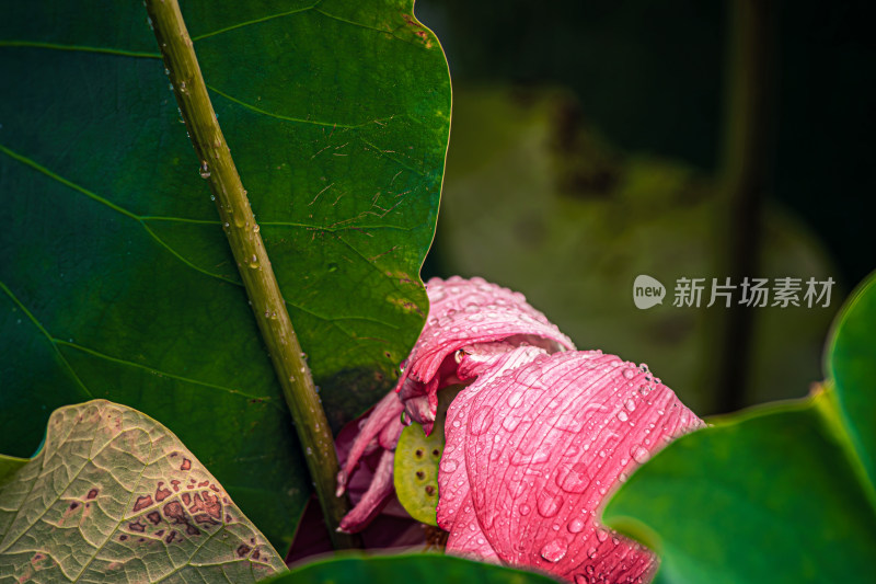 雨后荷花上的水珠