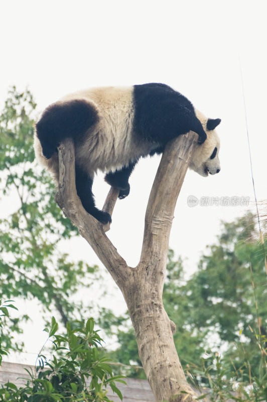 武汉动物园可爱的大熊猫