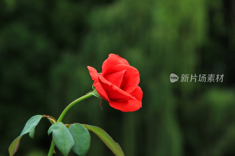 雨后新清的玫瑰花