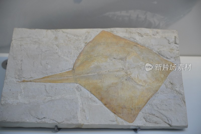 白垩纪古鳐化石标本