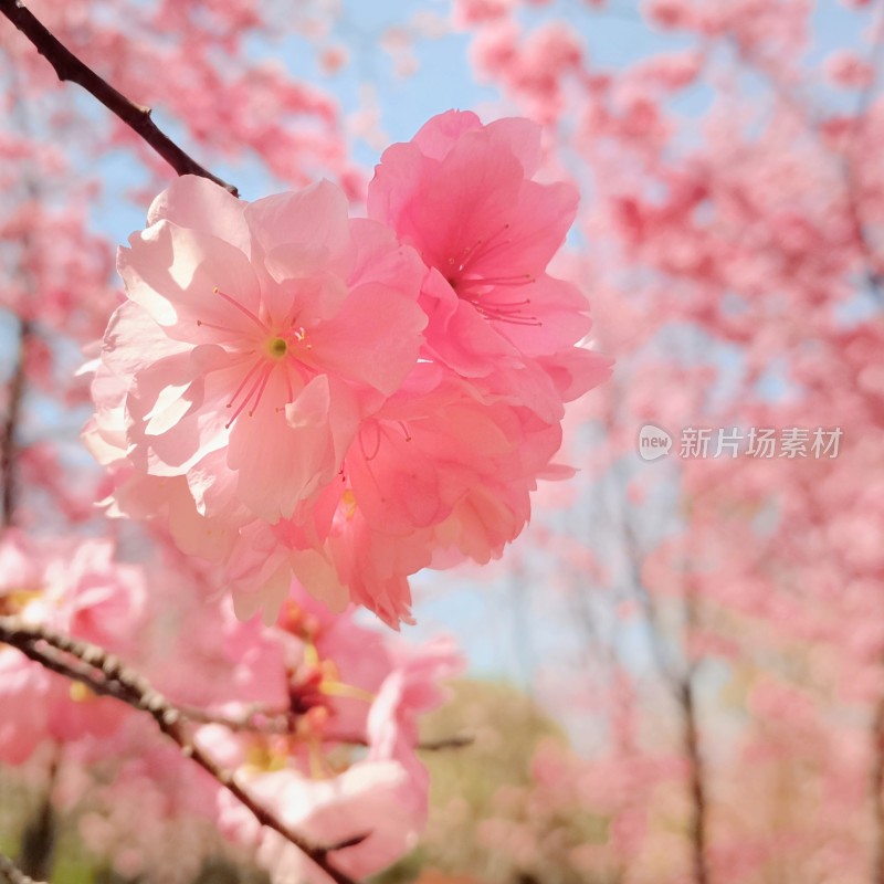 盛开的粉色樱花特写