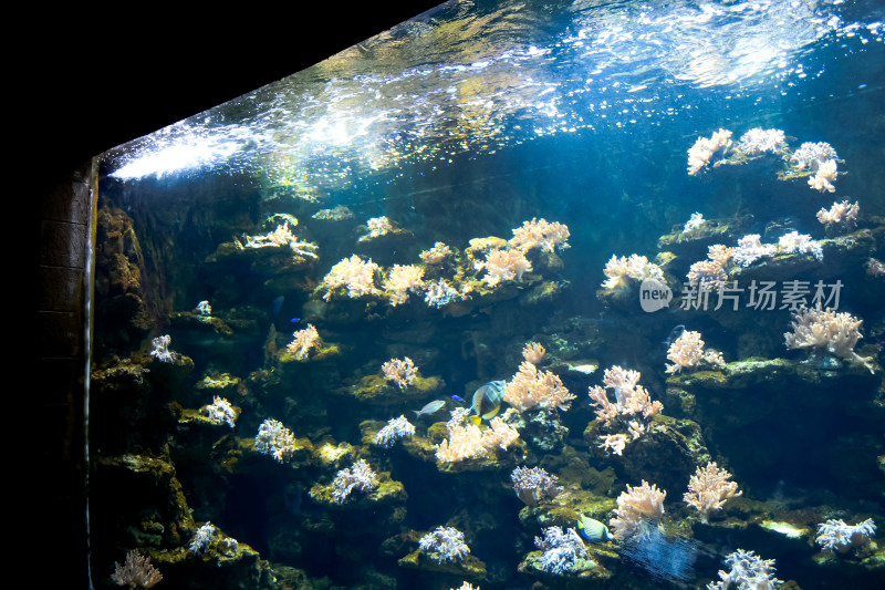 水族馆热带鱼