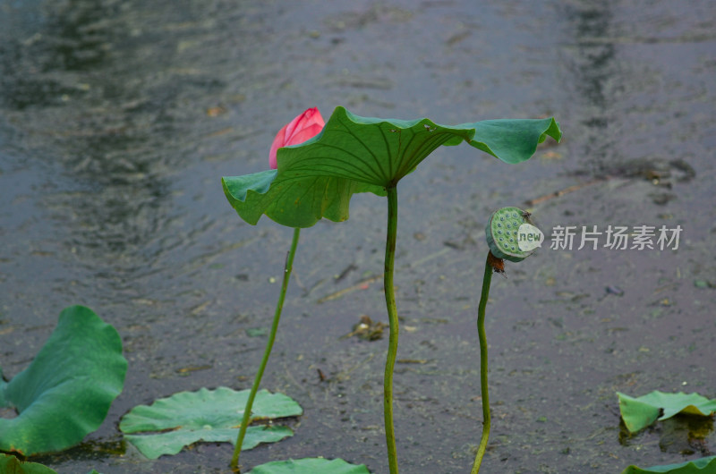 荷花盛开素材