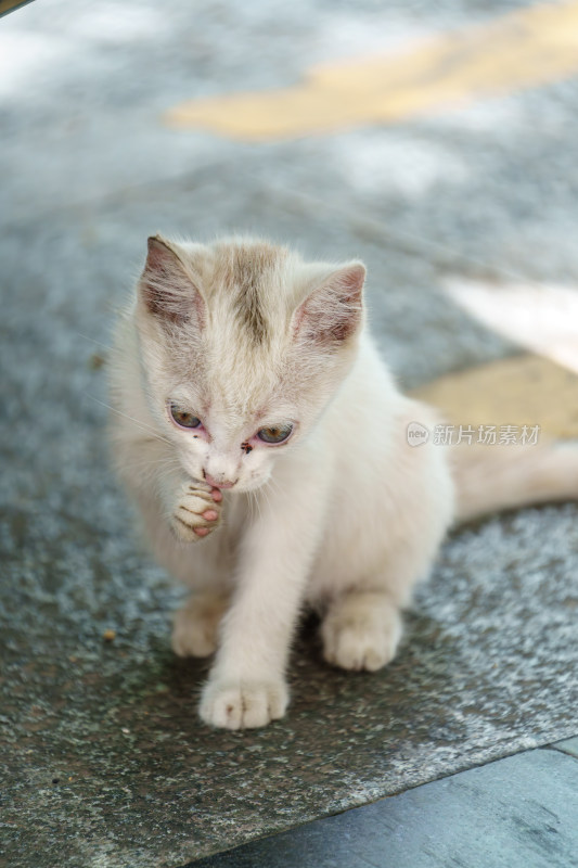 户外的流浪小猫