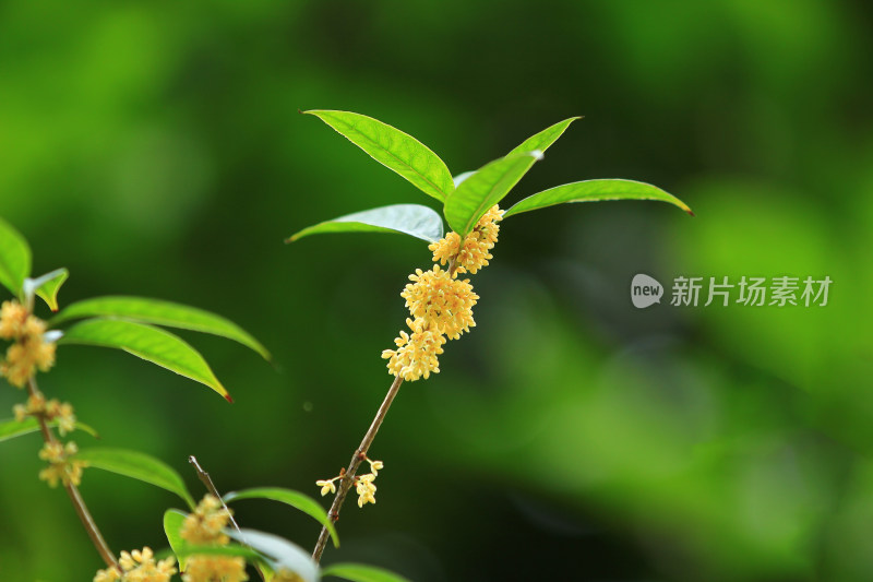 秋天的桂花挂满枝头