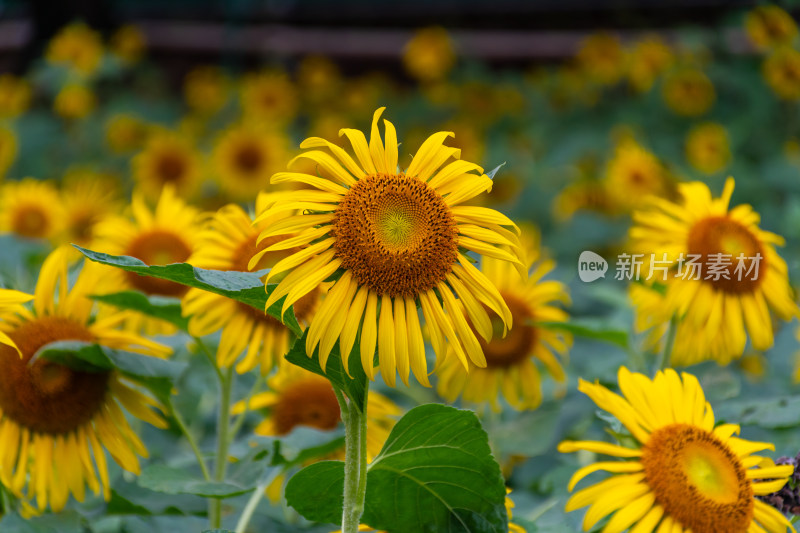 福州花海公园向日葵