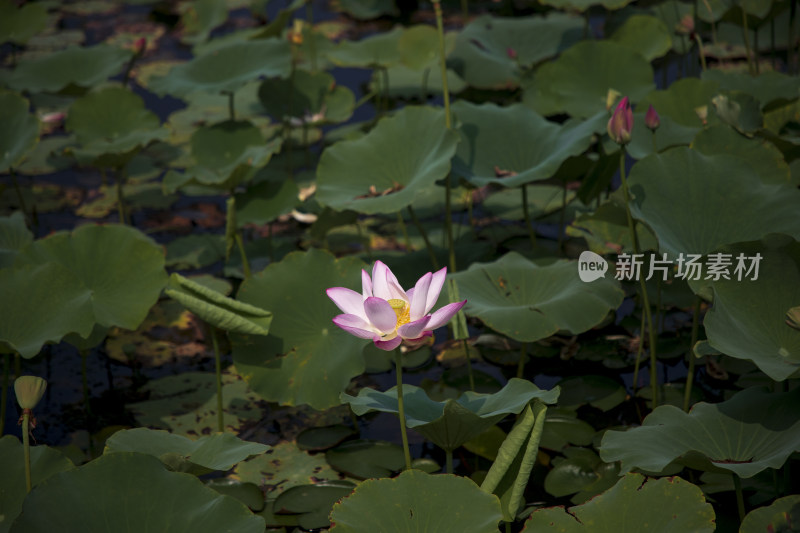 夏季公园荷塘荷叶丛中荷花特写