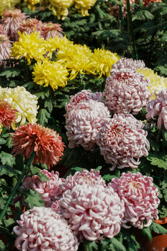 北京国家植物园菊花展