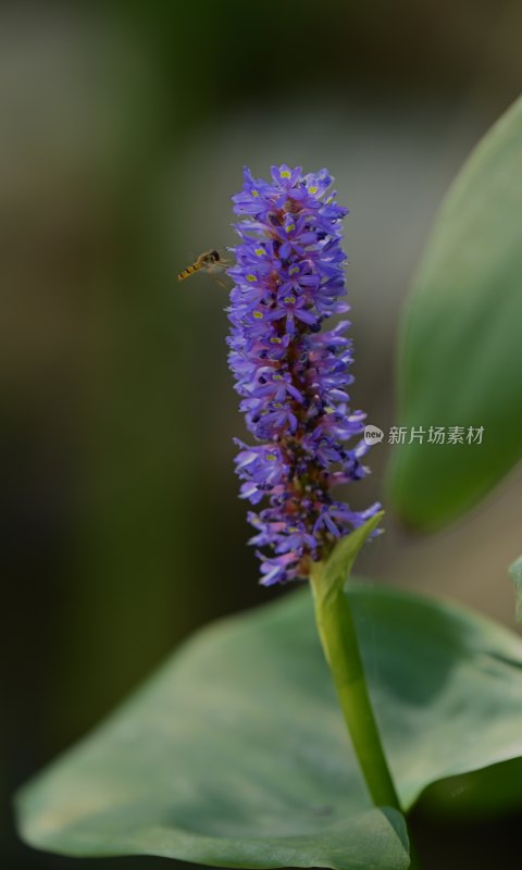 梭鱼花开