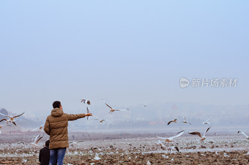 在海边喂食海鸥的男子