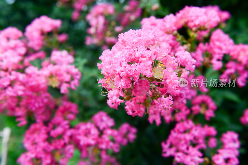 紫薇花卉花朵花蕊农村痒痒花痒痒树