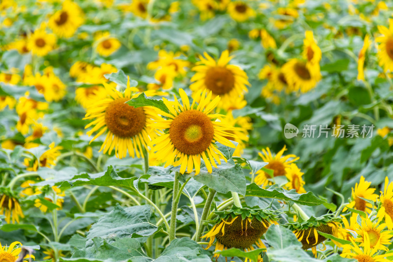 福州花海公园向日葵